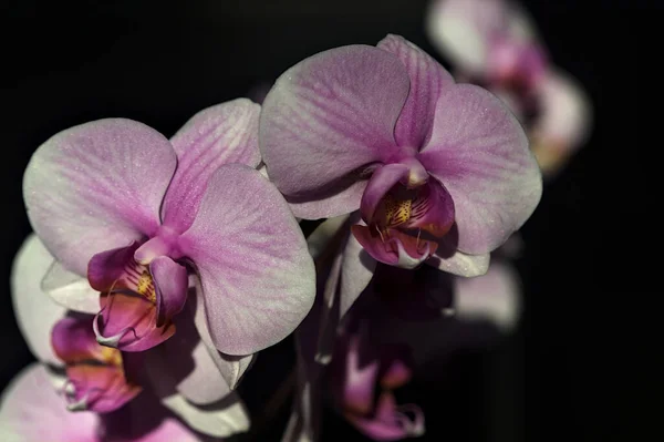 Orquídea Phalaenopsis Rosa Flor Vista Cerca —  Fotos de Stock