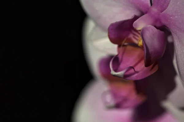 近くで見られる花にピンクの花茎蘭 — ストック写真