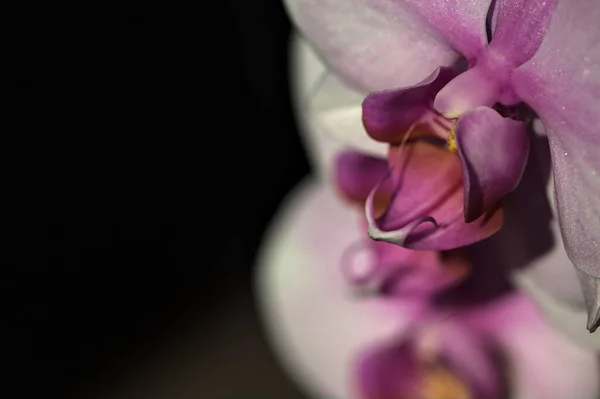 近くで見られる花にピンクの花茎蘭 — ストック写真