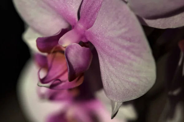 Orchidea Rosa Phalaenopsis Fiore Vista Vicino — Foto Stock
