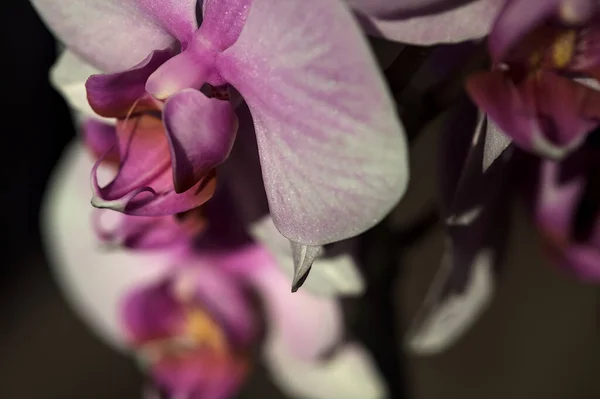 近くで見られる花にピンクの花茎蘭 — ストック写真