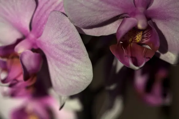 Orchidea Rosa Phalaenopsis Fiore Vista Vicino — Foto Stock