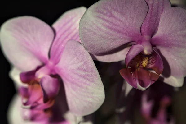 Phalaenopsis Orchidee Voller Blüte Aus Nächster Nähe Gesehen — Stockfoto