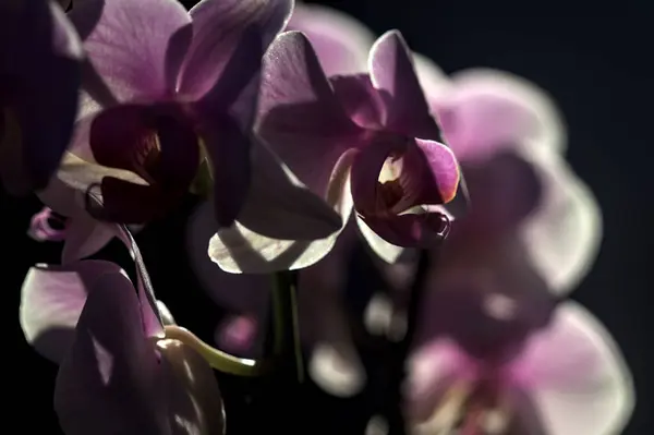 Pink Phalaenopsis Orchid Bloom Seen Close — Stock Photo, Image