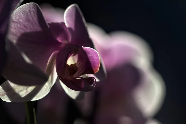 Rózsaszín Phalaenopsis Orchidea Virág Látható Közelről — Stock Fotó