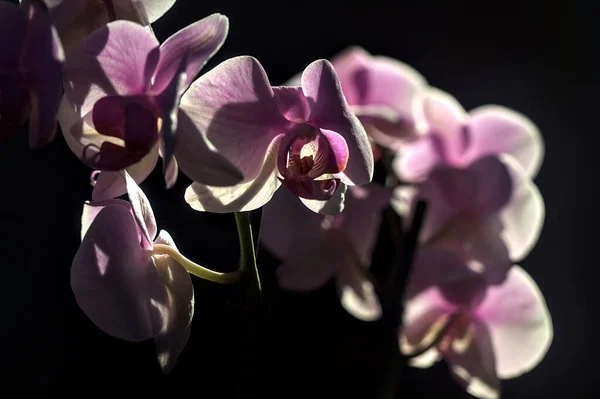 近くで見られる花にピンクの花茎蘭 — ストック写真