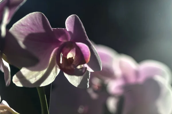 Phalaenopsis Orchidee Voller Blüte Aus Nächster Nähe Gesehen — Stockfoto