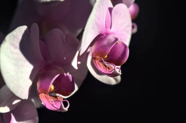 Orchidée Rose Phalaenopsis Fleur Vue Près — Photo