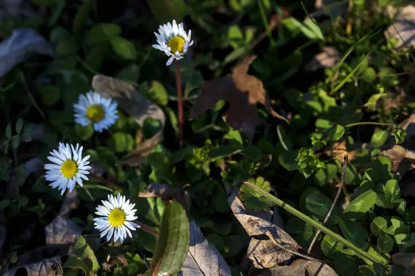 Prästkragar Blom Gräset — Stockfoto