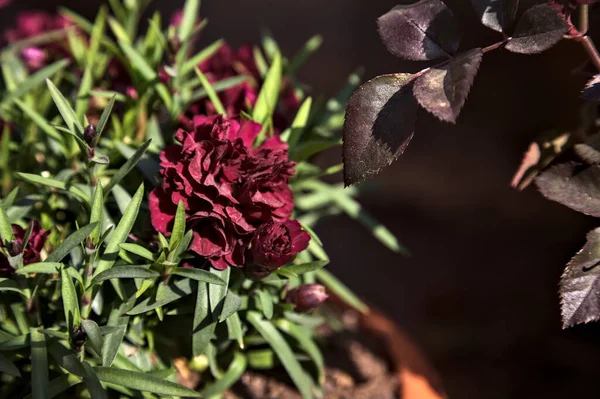 Garofani Viola Fiore Vaso Visto Vicino — Foto Stock