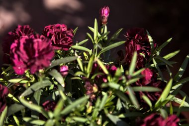 Yakından bakıldığında, bir vazoda çiçek açan mor karanfiller.