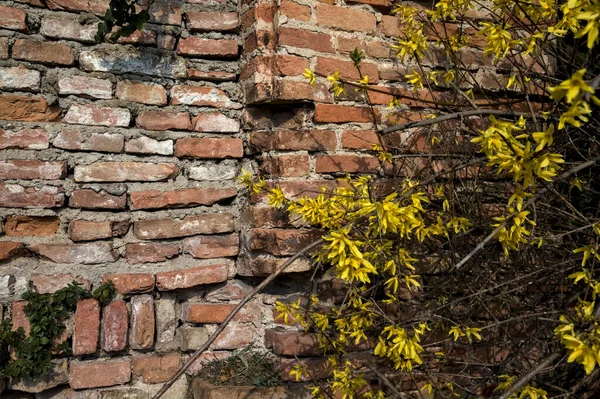 Forsythia Keř Květu Cihlovou Zdí Jako Pozadí — Stock fotografie