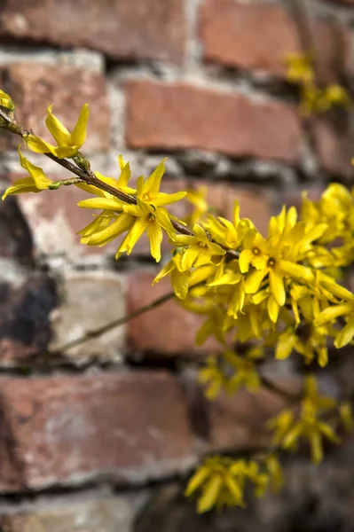 Forsythia Keř Květu Cihlovou Zdí Jako Pozadí — Stock fotografie