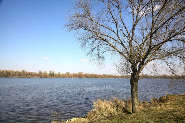 Ufer Eines Sees Mit Kahlen Bäumen Einem Sonnigen Tag — Stockfoto