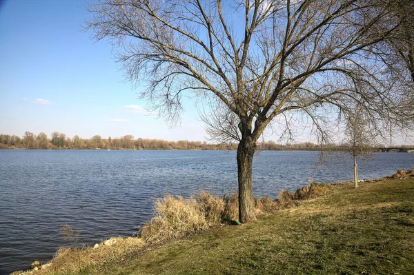 Orilla Lago Con Árboles Desnudos Día Soleado — Foto de Stock