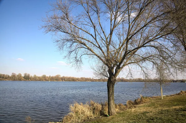 在阳光明媚的日子里 湖面上光秃秃的树木 — 图库照片