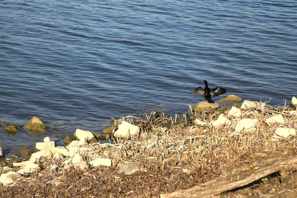 Kormoran Auf Einem Felsen Ufer Eines Sees — Stockfoto