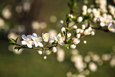 Çiçek açmış erik ağacı yakından görülüyor.