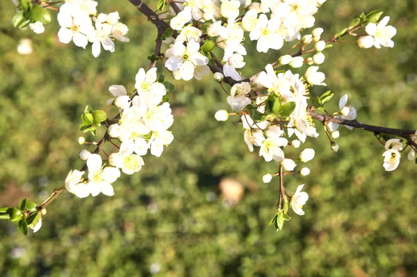 Çiçek açmış erik ağacı yakından görülüyor.