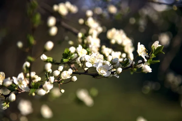 Švestkový Strom Květu Zblízka — Stock fotografie