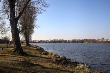 Güneşli bir günde çıplak ağaçlarla dolu bir gölün kıyısında