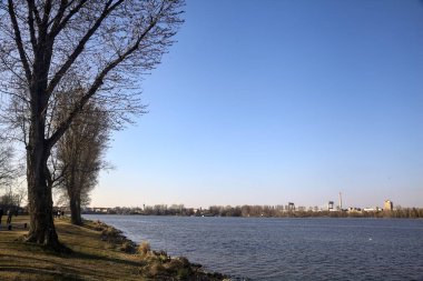 Güneşli bir günde çıplak ağaçlarla dolu bir gölün kıyısında