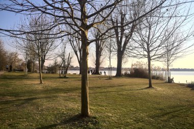 Güneşli bir günde çıplak ağaçlarla dolu bir gölün kıyısında