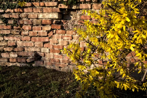 Arka Planda Tuğla Bir Duvarla Çiçeklenmiş Çalı Ağacı — Stok fotoğraf