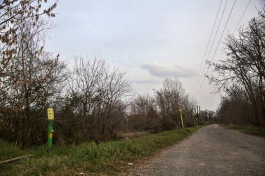 Bulutlu bir günde, alacakaranlıkta bir koruluğun yanında köy yolu.