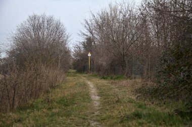 Bulutlu bir günde, alacakaranlıkta bir korulukta yol