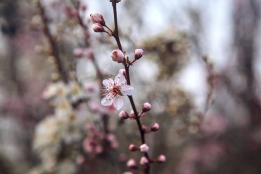 Kiraz ağacı çiçekleriyle erik ağacı çiçekleri yan yana görünür.