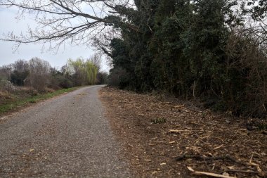 Bulutlu bir günde, alacakaranlıkta bir koruluğun yanında köy yolu.