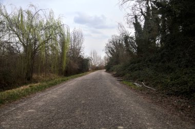 Bulutlu bir günde, alacakaranlıkta bir koruluğun yanında köy yolu.