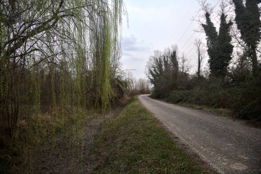 Bulutlu bir günde, alacakaranlıkta, kırsal bir yolun kenarında söğüt ağacı.