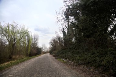 Bulutlu bir günde, alacakaranlıkta bir koruluğun yanında köy yolu.