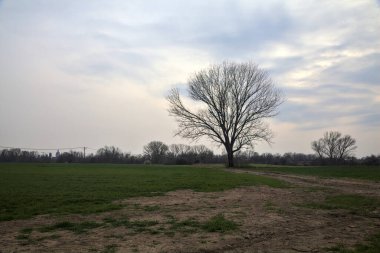 Alacakaranlıkta bulutlu bir günde, iki tarlanın ortasında, çakıl yolunun kenarında çıplak kavak.