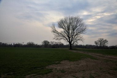 Alacakaranlıkta bulutlu bir günde, iki tarlanın ortasında, çakıl yolunun kenarında çıplak kavak.