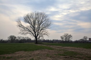Alacakaranlıkta bulutlu bir günde, iki tarlanın ortasında, çakıl yolunun kenarında çıplak kavak.