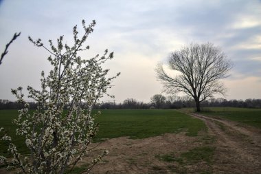 Çıplak bir kavak ve bulutlu bir günde arka planda çakıllı bir yol ile açan vahşi erik.