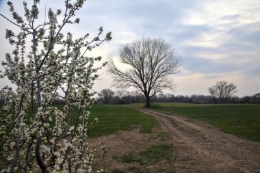 Çıplak bir kavak ve bulutlu bir günde arka planda çakıllı bir yol ile açan vahşi erik.