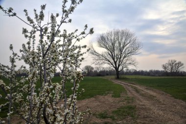 Çıplak bir kavak ve bulutlu bir günde arka planda çakıllı bir yol ile açan vahşi erik.
