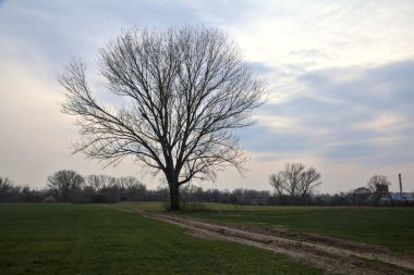 Alacakaranlıkta bulutlu bir günde, iki tarlanın ortasında, çakıl yolunun kenarında çıplak kavak.