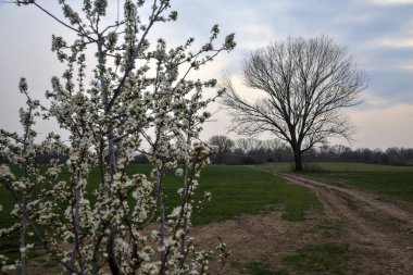 Çıplak bir kavak ve bulutlu bir günde arka planda çakıllı bir yol ile açan vahşi erik.