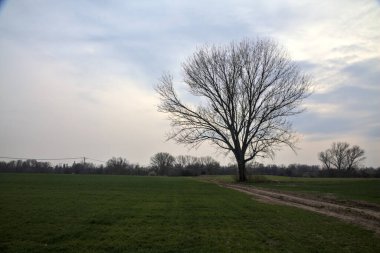 Alacakaranlıkta bulutlu bir günde, iki tarlanın ortasında, çakıl yolunun kenarında çıplak kavak.