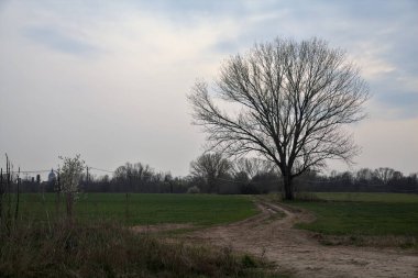 Alacakaranlıkta bulutlu bir günde, iki tarlanın ortasında, çakıl yolunun kenarında çıplak kavak.