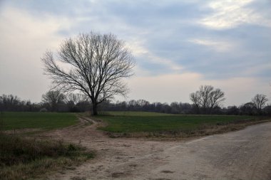 Alacakaranlıkta bulutlu bir günde, iki tarlanın ortasında, çakıl yolunun kenarında çıplak kavak.