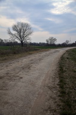Alacakaranlıkta bulutlu bir günde, iki tarlanın ortasında, çakıl yolunun kenarında çıplak kavak.