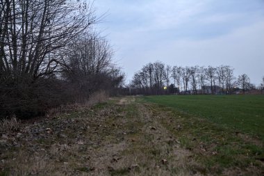 Alacakaranlıkta tarlanın kenarında koruluğu ve radyo kulesi olan bir yol.