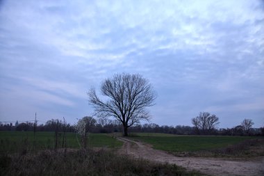 Alacakaranlıkta bulutlu bir günde, iki tarlanın ortasında, çakıl yolunun kenarında çıplak kavak.