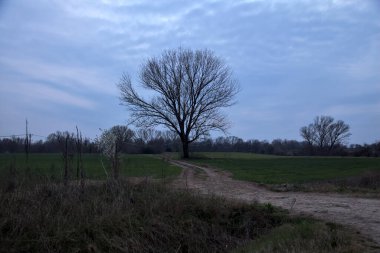 Alacakaranlıkta bulutlu bir günde, iki tarlanın ortasında, çakıl yolunun kenarında çıplak kavak.